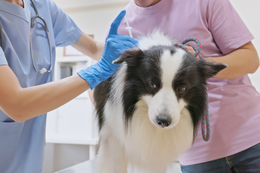 Phân biệt vắc xin 5 bệnh và vắc xin 7 bệnh cho chó - Phòng Khám Thú Y Tên Lửa